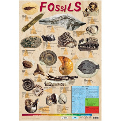 Educational Posters for Children Fossils Chart Poster