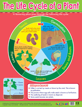 Plant Life Cycle Chart