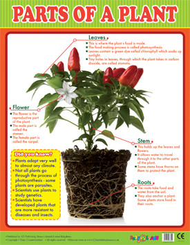 Parts Of The Plant Chart