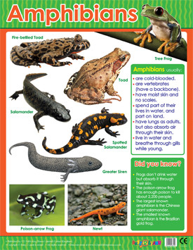 Educational School Posters | Amphibians Reference Chart for the Classroom