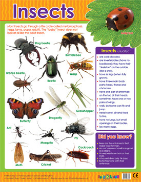 Insect Chart