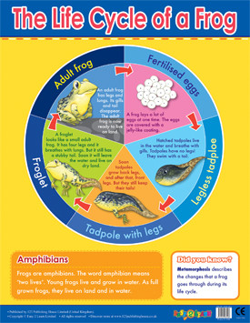 Frog Chart