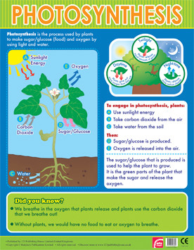 Plants Chart Posters
