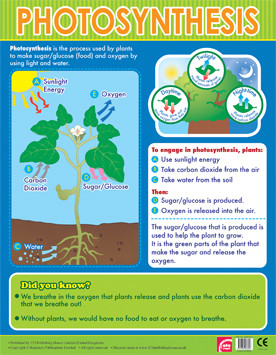 Photosynthesis Chart